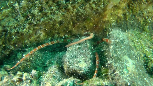 Smooth Brittle Star (Ophioderma longicauda) hiding between the rocks, medium shot.
