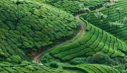 Fototapeten Green hills of tea plantations in Munnar © gilitukha