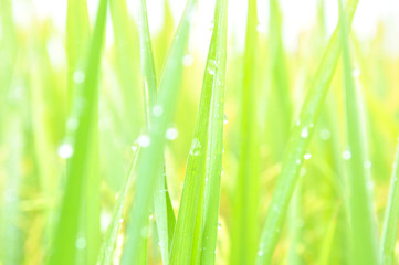 Defocused of paddy plant leaves with sparkling morning dew.