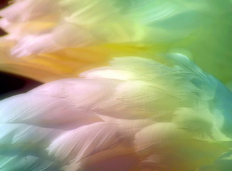 Beautiful swan feathers colored with Rainbow pastels with a soft glow     © RenaMarie