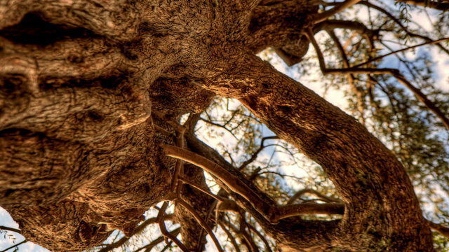 Vertical shot of Tracking time-lapse looking up through an olive tree.