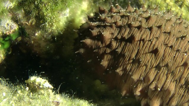 Sea cucumbers cotton-spinner crawling along the bottom, close-up.

