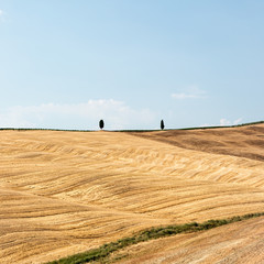 Zwei Zypressen über sommerlichen Feldern