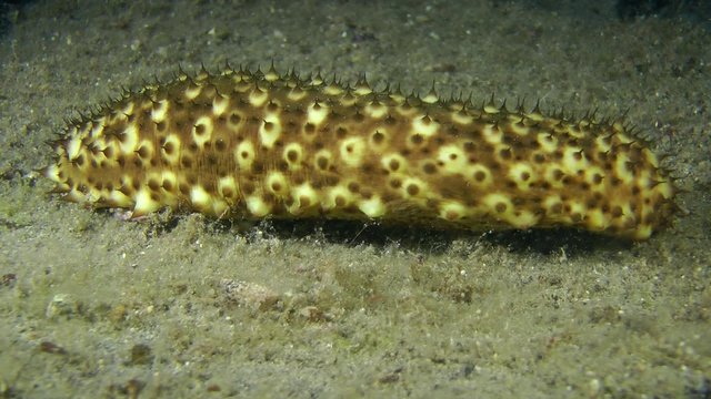 Sea cucumber (Holothuria sanctori) crawling along the bottom, medium shot.
