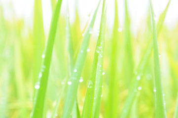 Defocused of paddy plant leaves with sparkling morning dew.