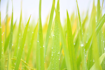 Defocused of paddy plant leaves with sparkling morning dew.