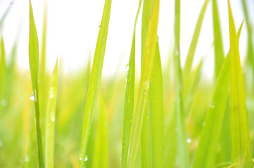 Defocused of paddy plant leaves with sparkling morning dew.