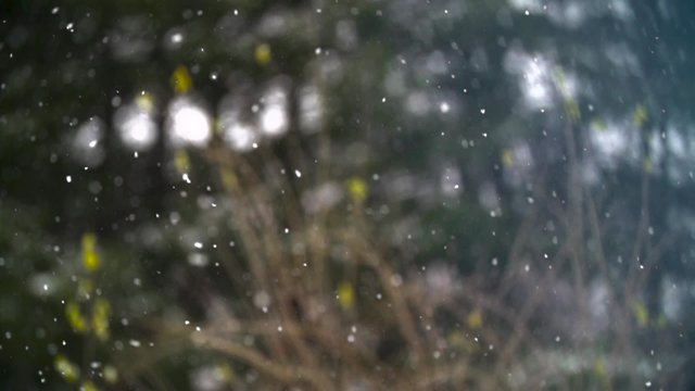 Winter Landscape. Slow Motion Snow Falling In Winter Tree Park