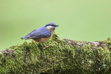 Kleiber (Sitta europaea)