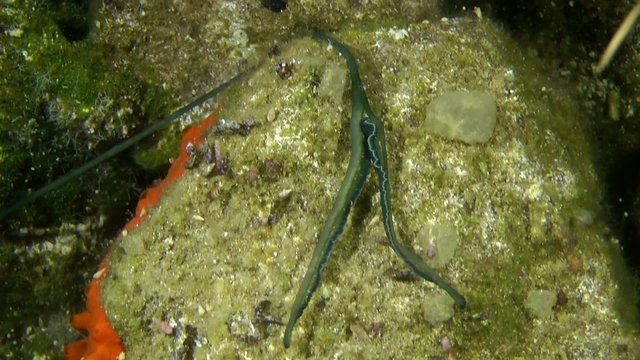 Green spoonworm (Bonellia viridis) draws its trunk, medium shot.

