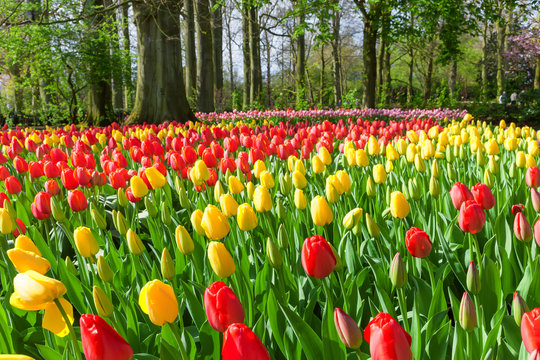 Red and Yellow Tulips in Keukenhof Garden, Netherlands