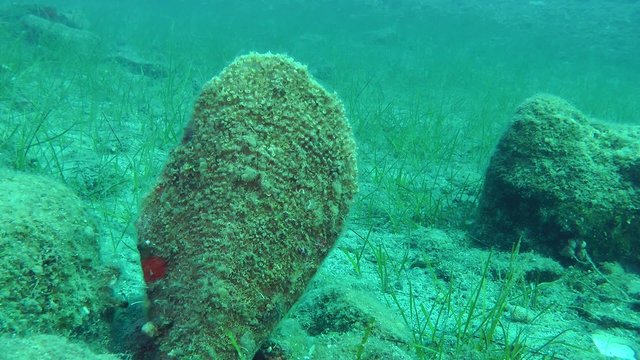 Noble pen shell (Pinna nobilis) on the background of the seabed, medium shot.
