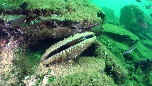 Noble pen shell (Pinna nobilis) on the background of the seabed and swimming fish, medium shot.
