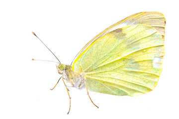 Light yellow butterfly on a white background