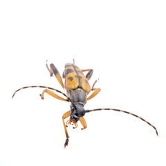 Yellow black bug on a white background