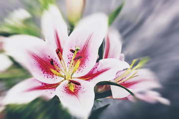Beauty lily flower, abstract natural backgrounds
