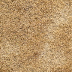 Dry grass land