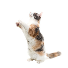 Three-colored cat sitting on its hind legs