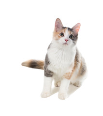 Obraz premium Three-colored cat