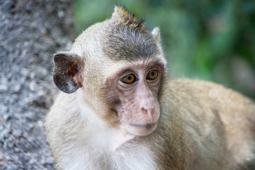 サルのポートレート