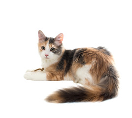 Three-colored cat lies