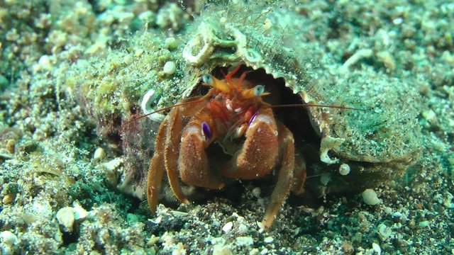 Hermit Crab (Pagurus sp.) in its shell, medium shot.
