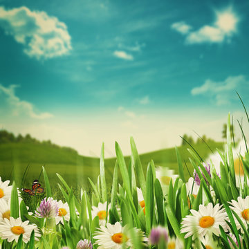 Beauty meadow with flowers and green grass under blue skies, sea