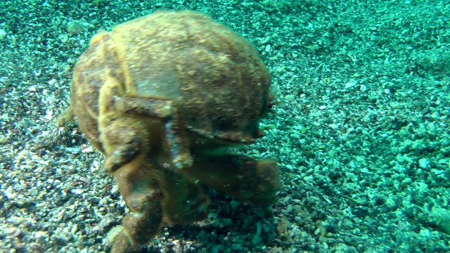 Sponge Crab (Dromia personata) crawling on the seabed. Medium shot.
