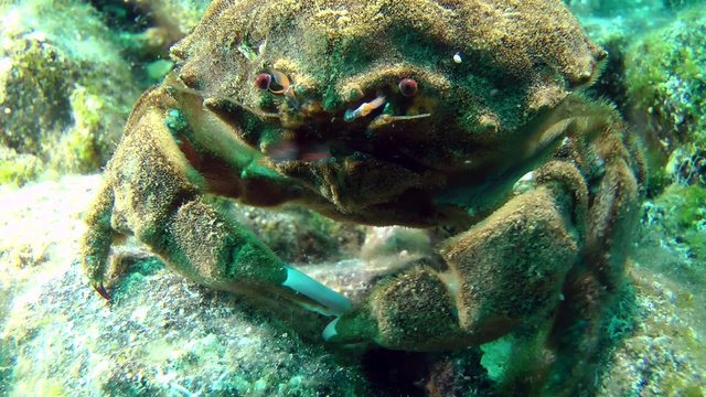 Sponge Crab (Dromia personata) crawling on the seabed, close-up.
