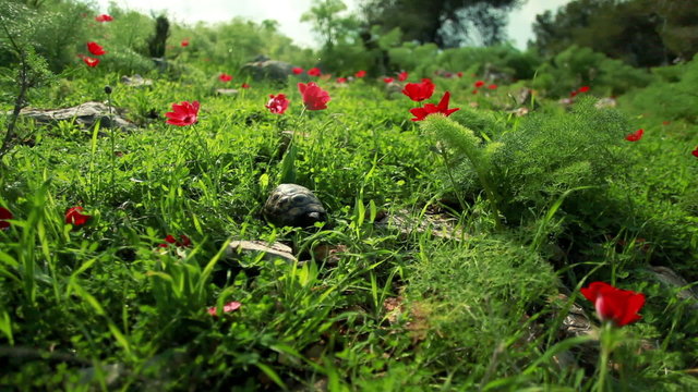 Stock Footage of a tortoise crawling through flowers and grass in Israel.