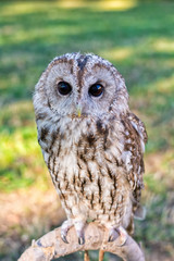 Tawny owl sitting on the perch