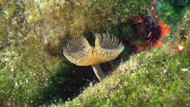 Peacock worm (Sabella pavonina): corolla of tentacles swaying in the flow of water, wide shot.

