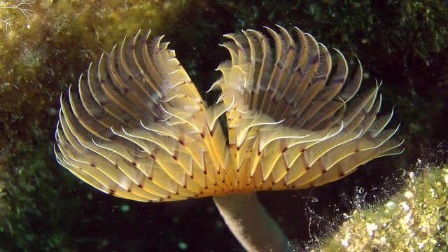 Peacock worm (Sabella pavonina): corolla of tentacles swaying in the flow of water, close-up.
