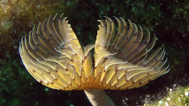 Peacock worm (Sabella pavonina): corolla of tentacles swaying in the flow of water, zoom out.

