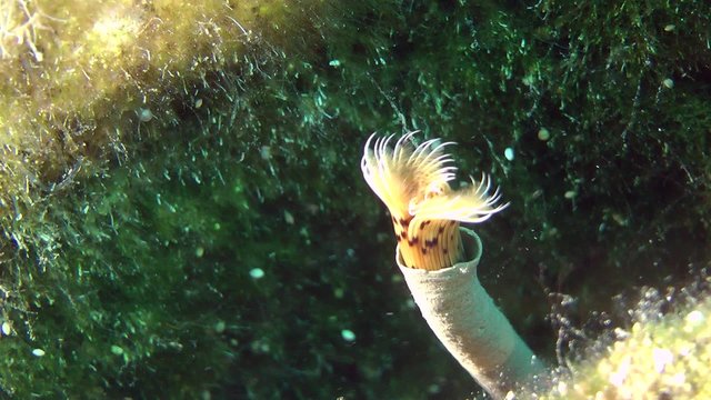 Peacock worm (Sabella pavonina): takes out the tentacles from tube and fixes them, close-up.

