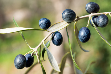 olives on a branch