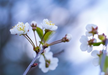 Cherry tree flowers blooming at spring