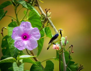 The purple-rumped sunbird is endemic to the Indian Subcontinent. Like other sunbirds, they are small in size, feeding mainly on nectar but sometimes take insects, particularly when feeding young. 