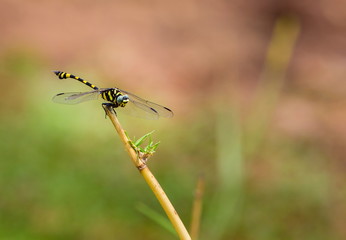 The golden-ringed dragonfly is a striking specimen with an elongated black and yellow striped abdomen. This species is widespread but these were photographed near Bangalore India.