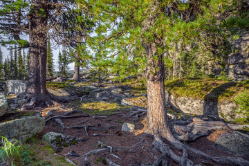 Spruce forest on the hillside landscape
