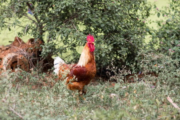 Village cock roaming the streets in India. These birds usually roam with three to four hens and they provide food for villagers.