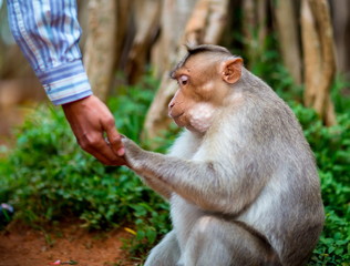 Fototapeta premium The bonnet macaque is a macaque endemic to southern India. Its distribution is limited by the Indian Ocean on three sides and the Godavari, Tapti Rivers along with a related species of rhesus macaque.