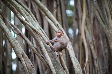 The bonnet macaque is a macaque endemic to southern India. Its distribution is limited by the Indian Ocean on three sides and the Godavari, Tapti Rivers along with a related species of rhesus macaque.