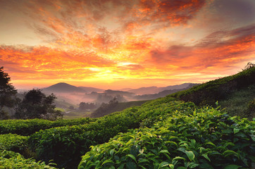 beautiful moment during sunrise at tea farm. dramatic clouds. yellow color on the sky.image taken at cameron highland,Malaysia - obrazy, fototapety, plakaty