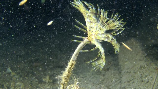 European fan worm (Sabella spallanzanii): corolla of tentacles swaying in the flow of water, side view, medium shot.

