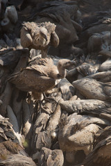 Scavengers at a vulture resturant in the wilds of Zimbabwe