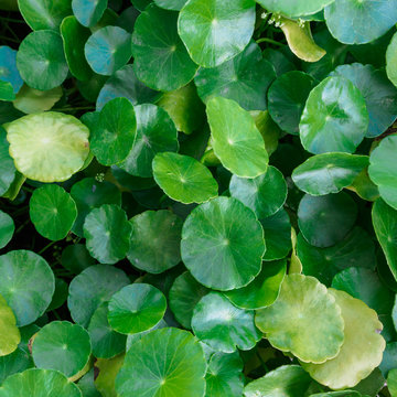 Closeup of gotu kola leaf,selective focus, nature background con