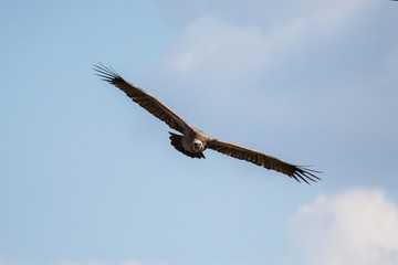 Scavengers at a vulture resturant in the wilds of Zimbabwe