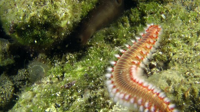 Bearded fireworm (Hermodice carunculata) crawling on the stone, medium shot.

