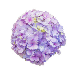 Purple Hydrangea Flower